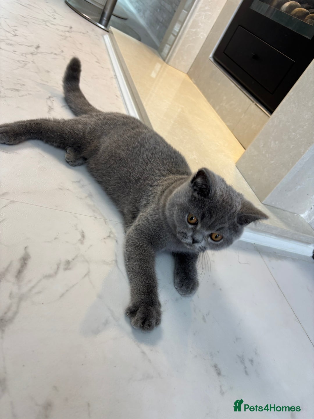 British Shorthair cats for sale: British Shorthair - Image 15