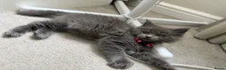 Mixed Breed cats for sale: Mainecoon x Ragdoll Kitten  - Advert 2