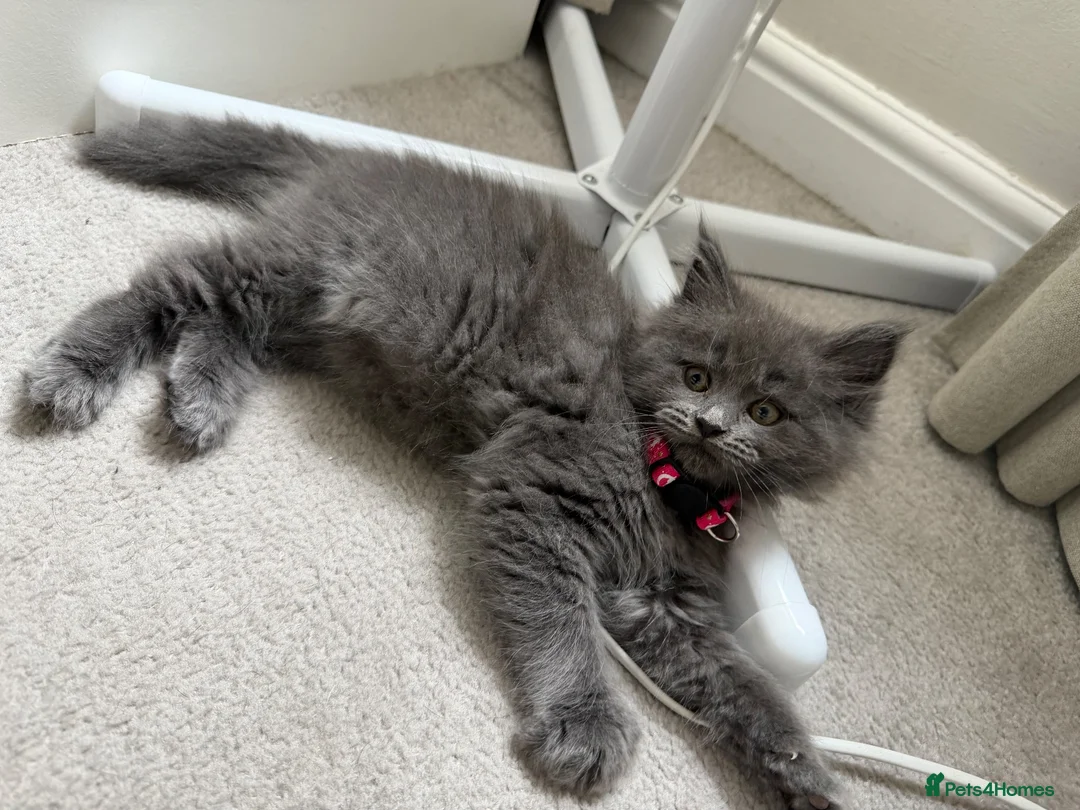 Mixed Breed cats for sale: Mainecoon x Ragdoll Kitten  - Advert 2