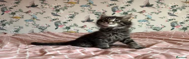 Maine Coon 2