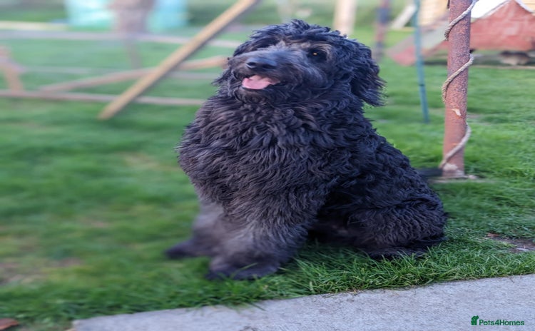 Goldendoodle dogs - Advert 2