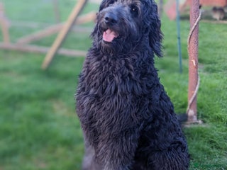 Goldendoodle dogs - Advert 2