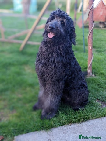 Goldendoodle dogs - Advert 1