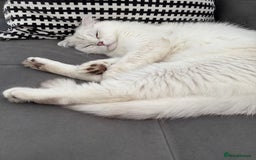 Scottish Fold cats for sale: White Scottish Fold Female looking for loving home - Image 8