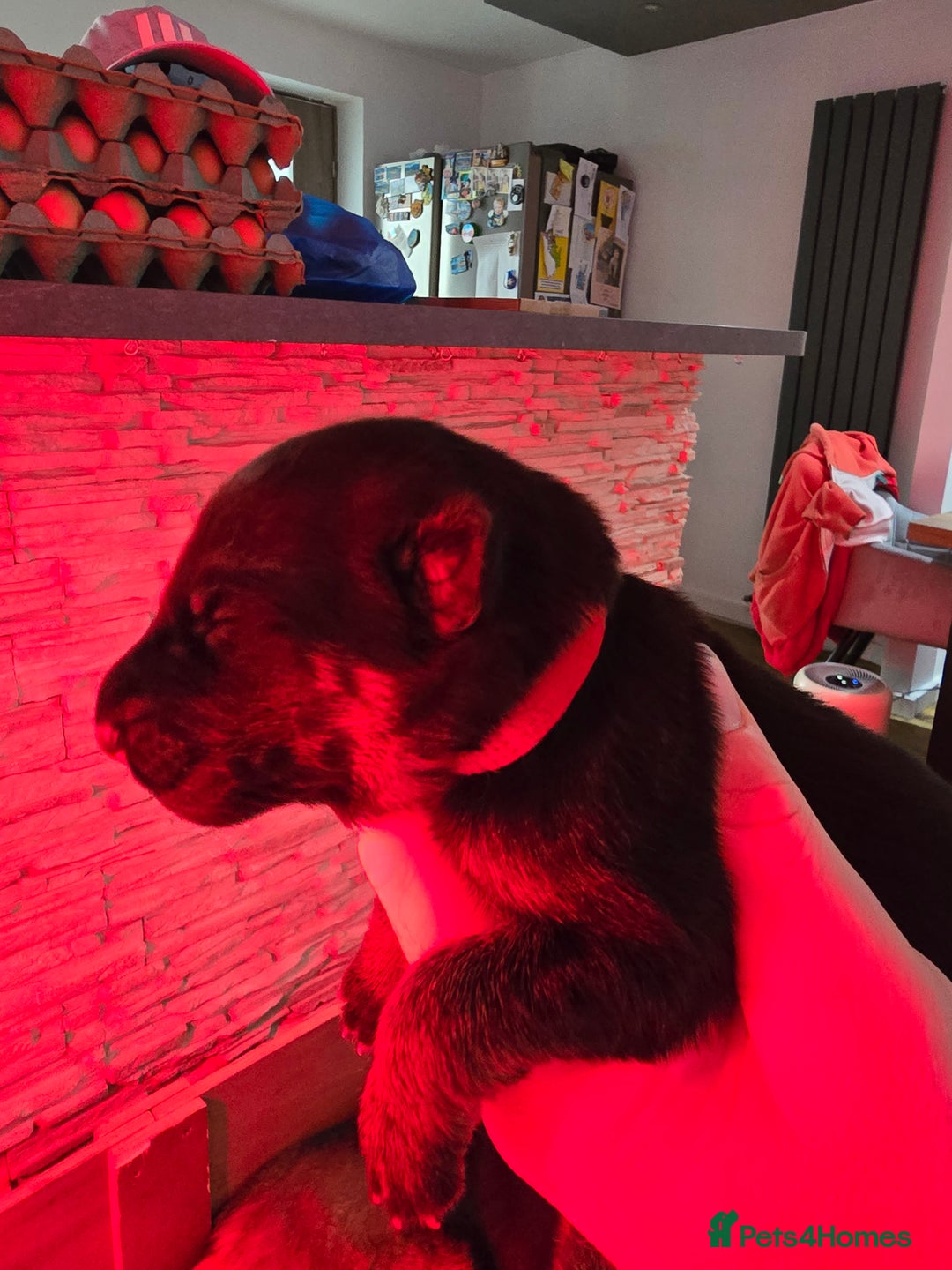 German Shepherd dogs for sale:  Exceptional German Shepherd Dog Puppies – KC Reg - Advert 22