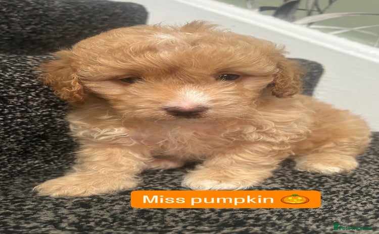 Cockapoo dogs - Advert 2
