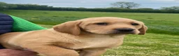 Labrador Retriever dogs for sale: KC Registered Labradors - Advert 14