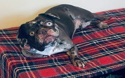 French Bulldog dogs for sale: Beautiful chocolate Merle girl  - Image 1