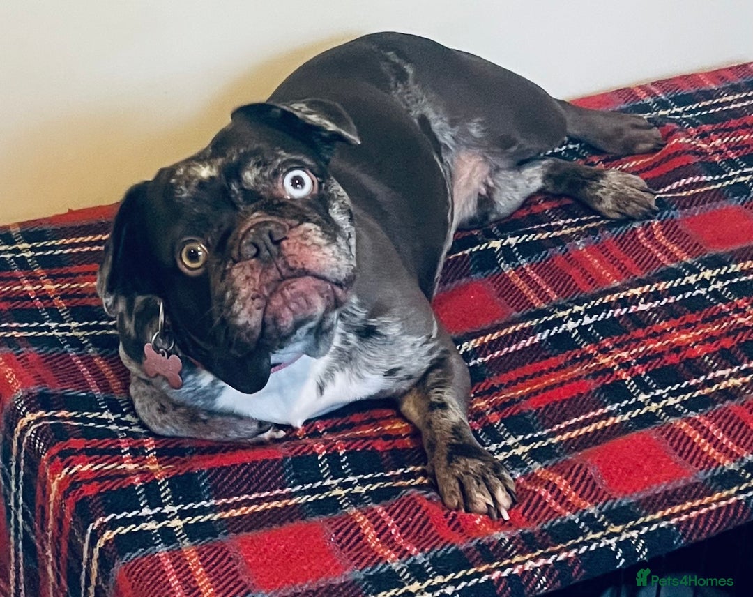 French Bulldog dogs for sale: Beautiful chocolate Merle girl  - Image 1