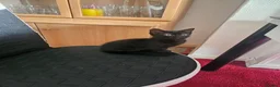 American Shorthair cats for sale: Kittens for sale  - Advert 3