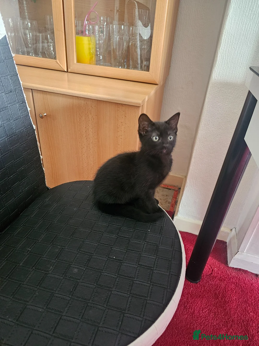 American Shorthair cats for sale: Kittens for sale  - Advert 3