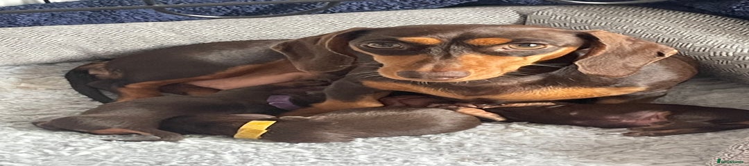 Miniature Dachshund Puppy 3