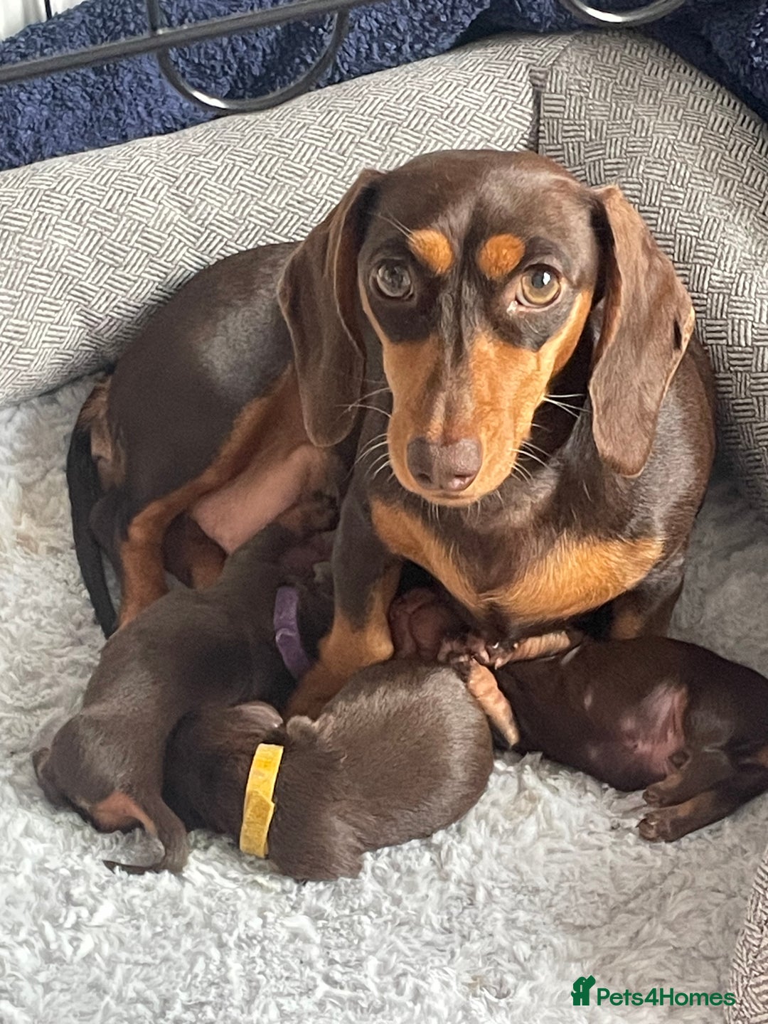 Miniature Dachshund dogs for sale: True miniature Daschund puppies - Advert 1
