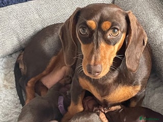 Miniature Dachshund dogs True miniature Daschund puppies - Advert 8