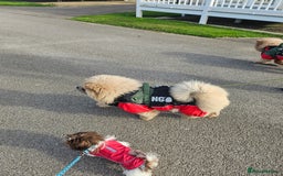 Chow Chow dogs for sale: Outstanding 3 beautiful chow pups - Image 10