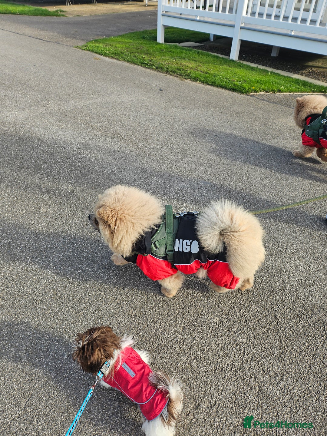 Chow Chow dogs for sale: Outstanding 3 beautiful chow pups - Image 10