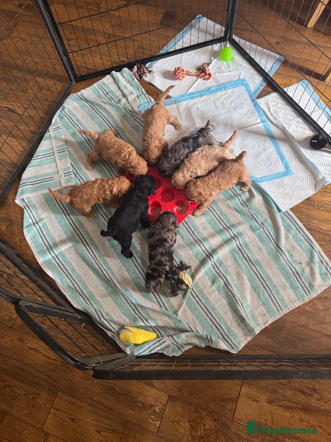 Labradoodle dogs for sale: Heal tested F1b miniature labradoodles - Image 19