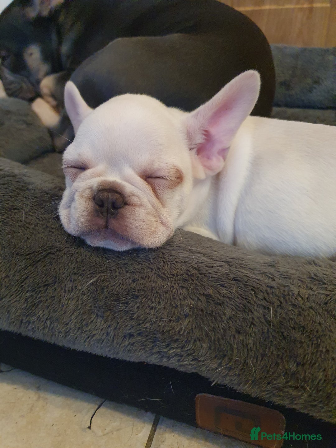 French Bulldog dogs for sale: French bulldog pup - Advert 4