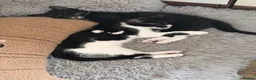 Mixed Breed cats for sale: 16 week old kittens x2  in Wakefield - Advert 5