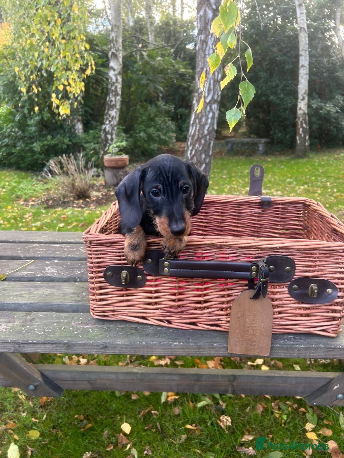 Miniature Dachshund dogs for sale:  🐾 Miniature Dachshund Puppies 🐾 - Advert 1