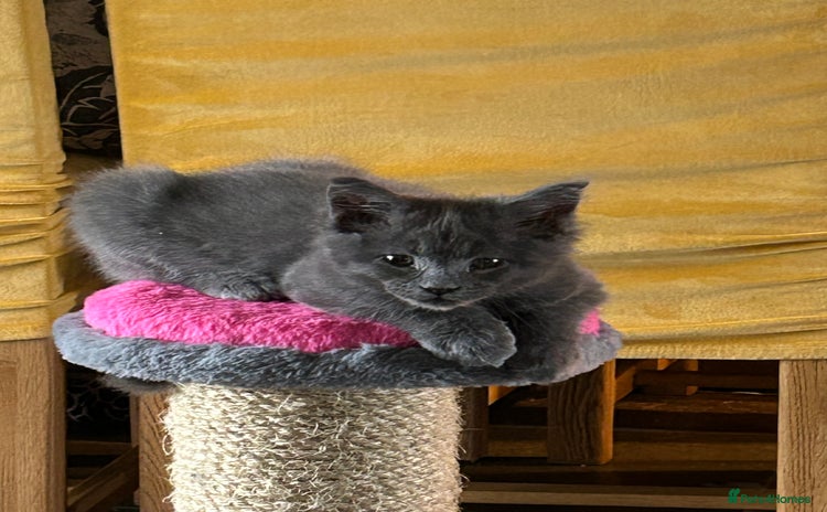 Maine Coon cats - Advert 2