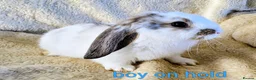 Mixed Breed rabbits for sale: French lop x mini lop - Advert 11