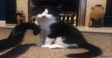 Mixed Breed cats - Advert 13