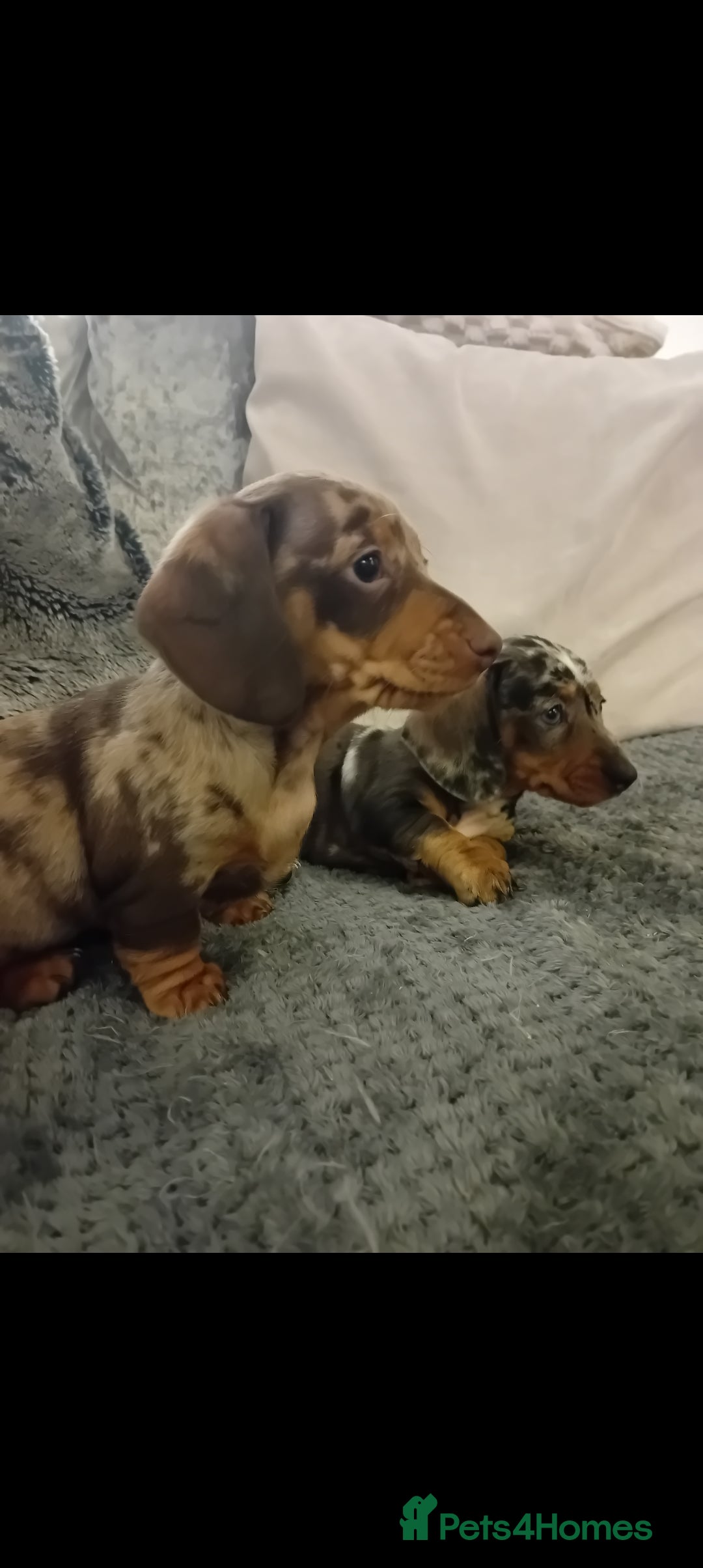 Dachshund dogs 3 beautiful small dachshund puppies  - Advert 3