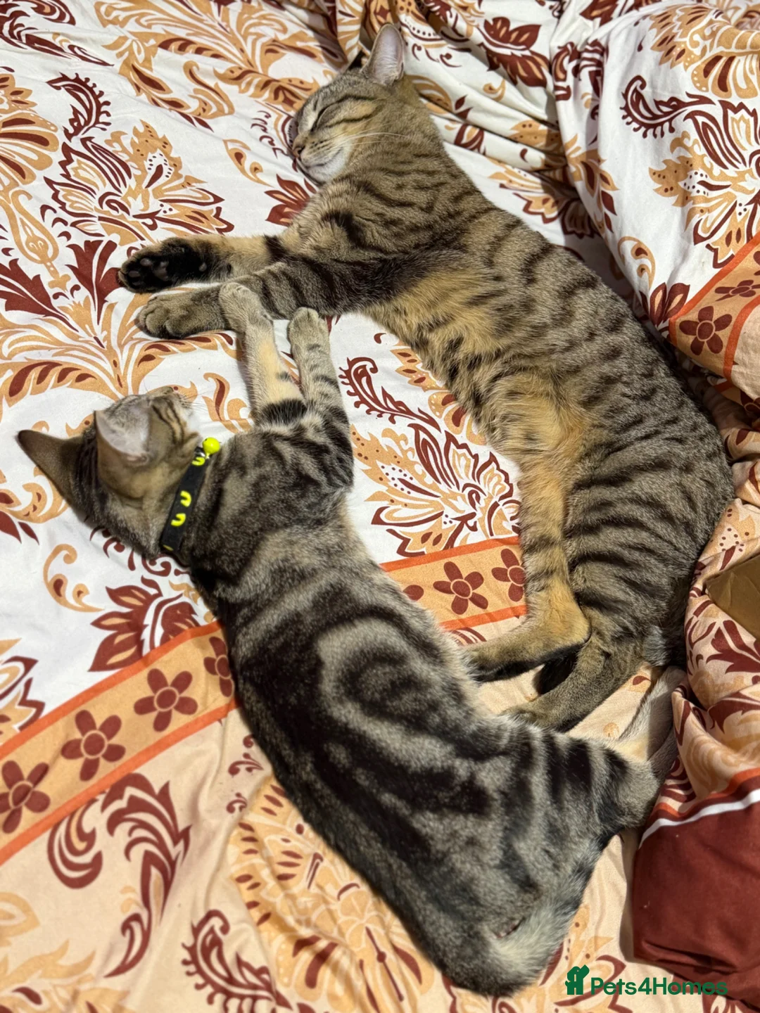 Domestic Shorthair cats for sale: Tabby male kittens  - Advert 2