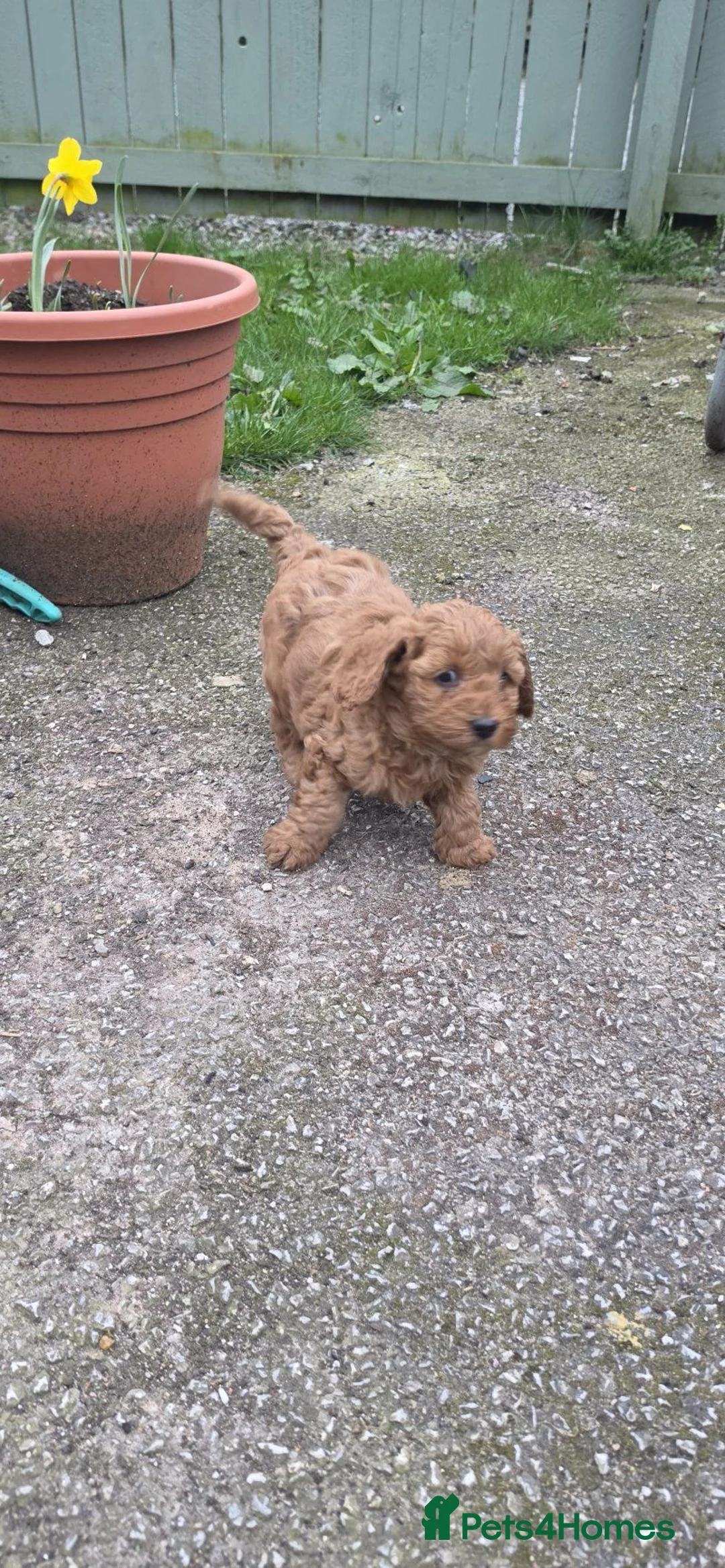 Cavapoo dogs for sale: Gorgeous Female Cavapoo Puppy in Oldbury - Advert 2