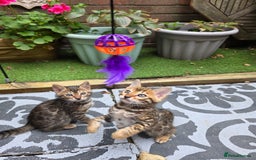 Bengal cats for sale: ✨ Bengal Kittens Looking for Loving Homes ✨ - Image 14
