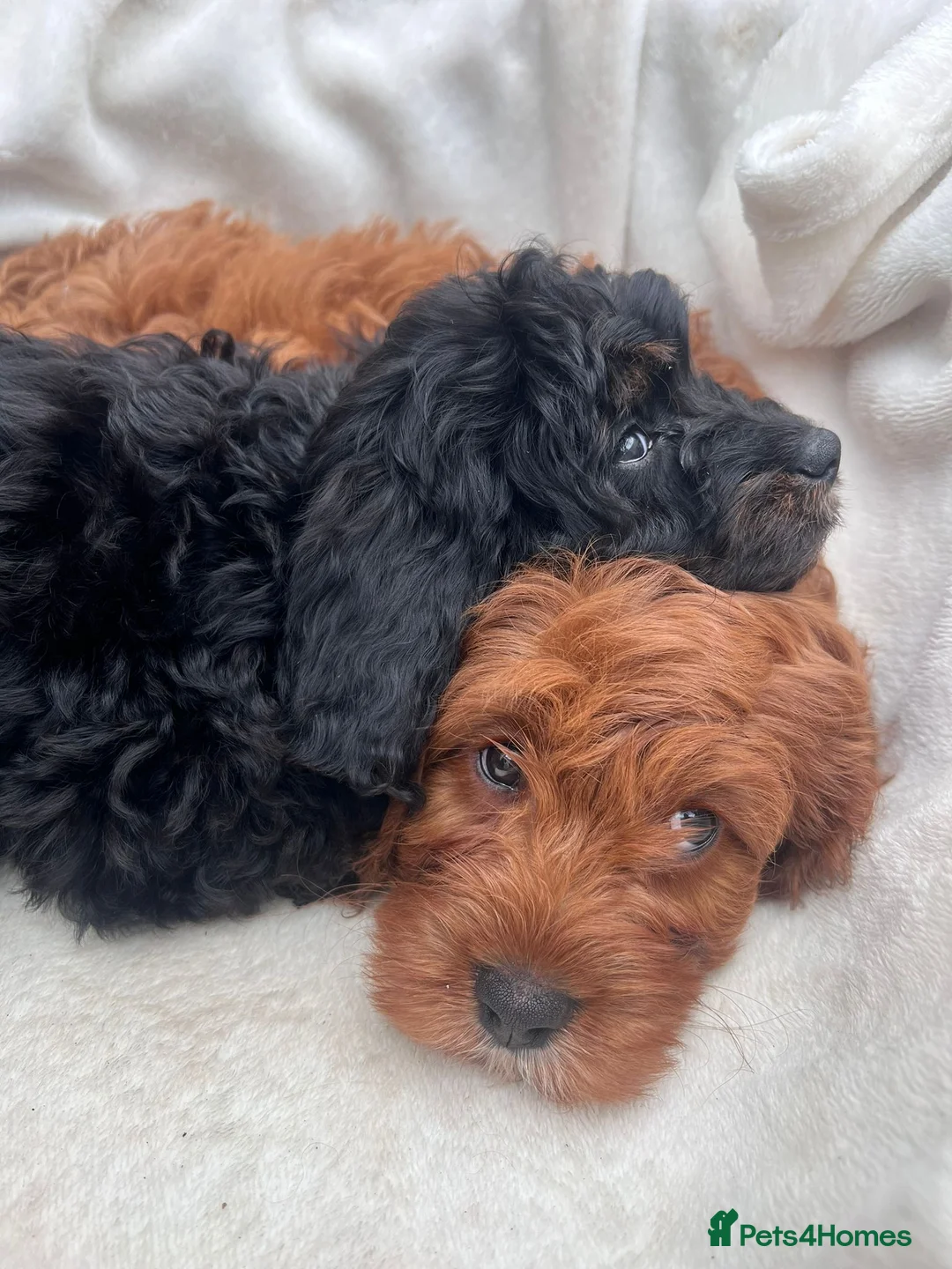 Cavapoo dogs for sale: Cavapoo puppies 🥰 in Maidstone - Advert 12