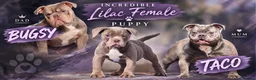 Old Tyme Bulldog dogs for sale: Trusted breeder of 24 years  - Advert 1