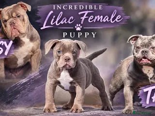 Old Tyme Bulldog dogs Trusted breeder of 24 years - Advert 2