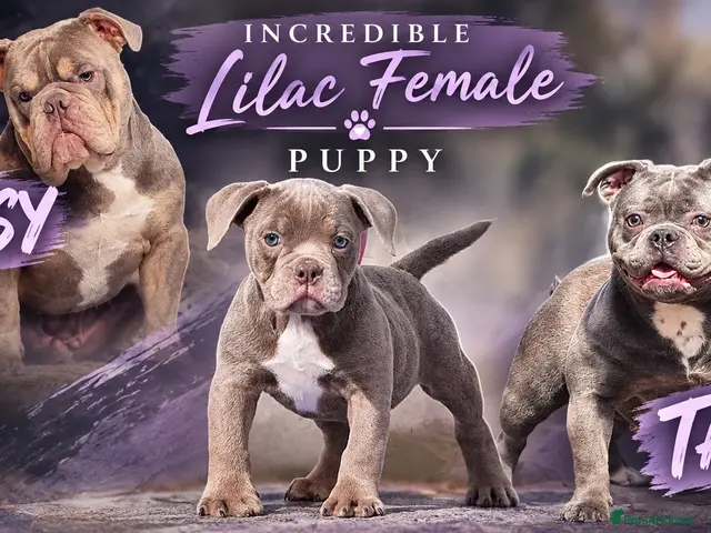 Old Tyme Bulldog dogs Trusted breeder of 24 years - Advert 2