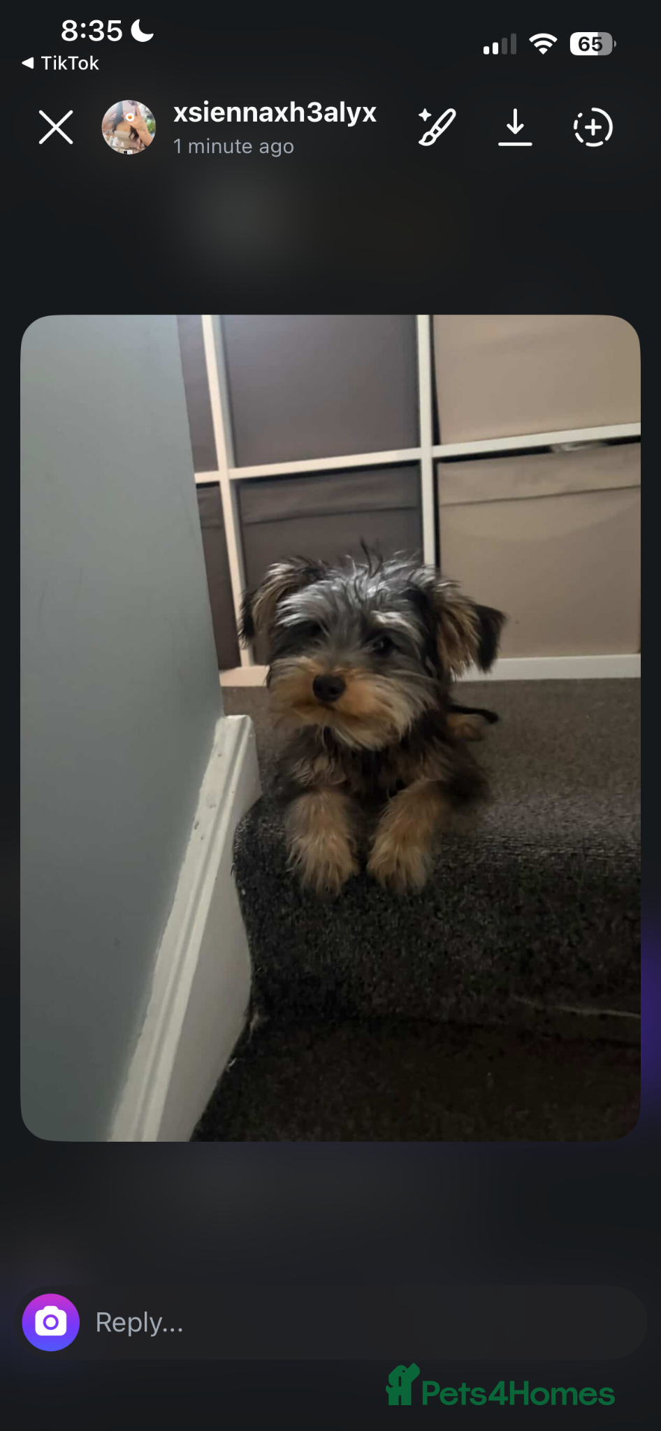 Yorkshire Terrier dogs Female 7 month old puppy  - Advert 1