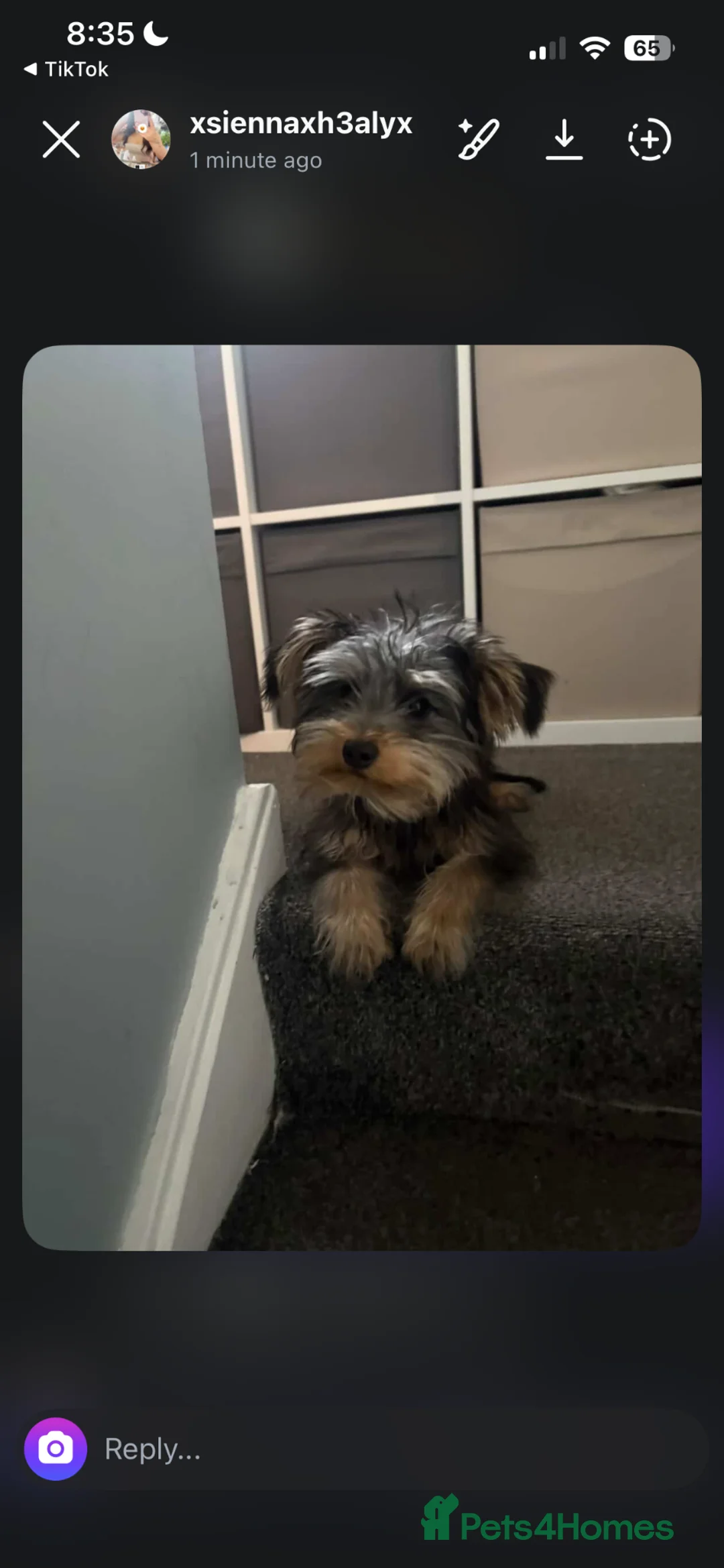 Yorkshire Terrier dogs for sale: Female 7 month old puppy  - Advert 1