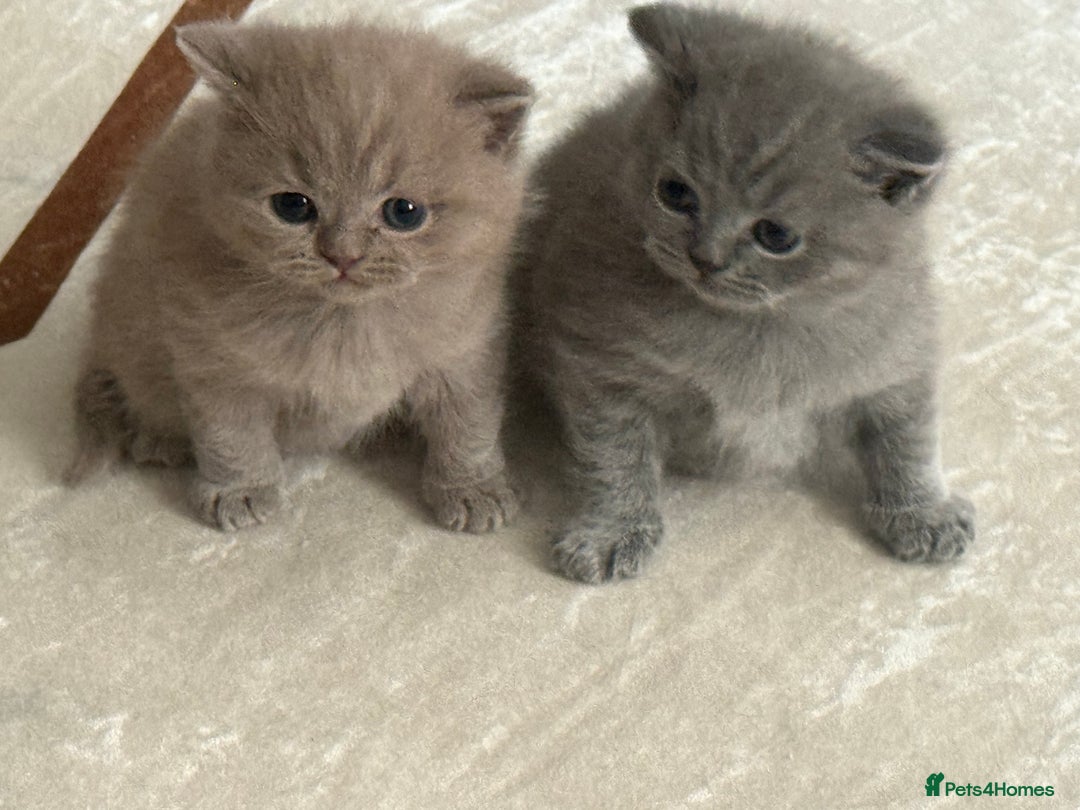 British Shorthair cats for sale: Adorable British Shorthair Kittens for Sale - Image 1