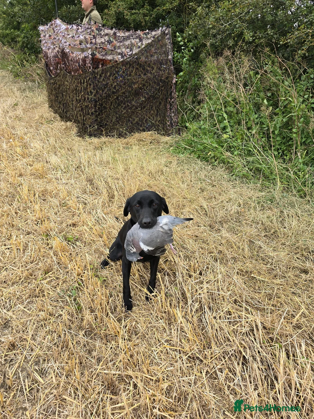 Labrador Retriever dogs for sale: Stunning KC Black and Red Labrador Puppies  - Advert 10