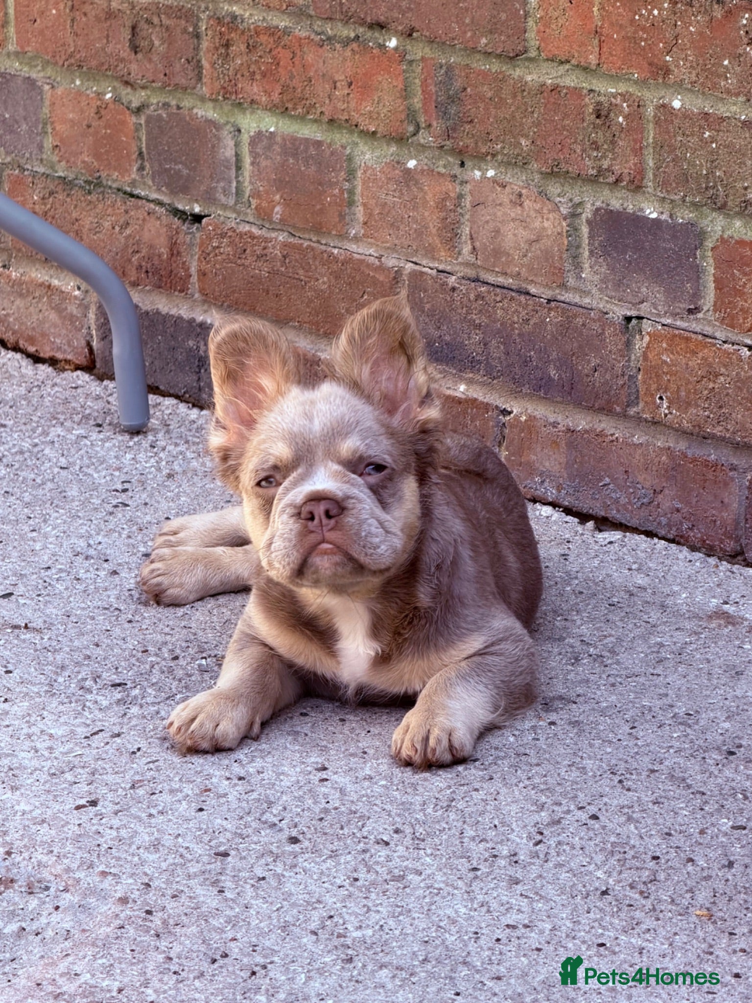 French Bulldog dogs French bulldog fluffy Isabelle tan - Advert 1