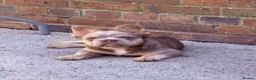 French Bulldog dogs for sale: French bulldog fluffy Isabelle tan - Advert 1