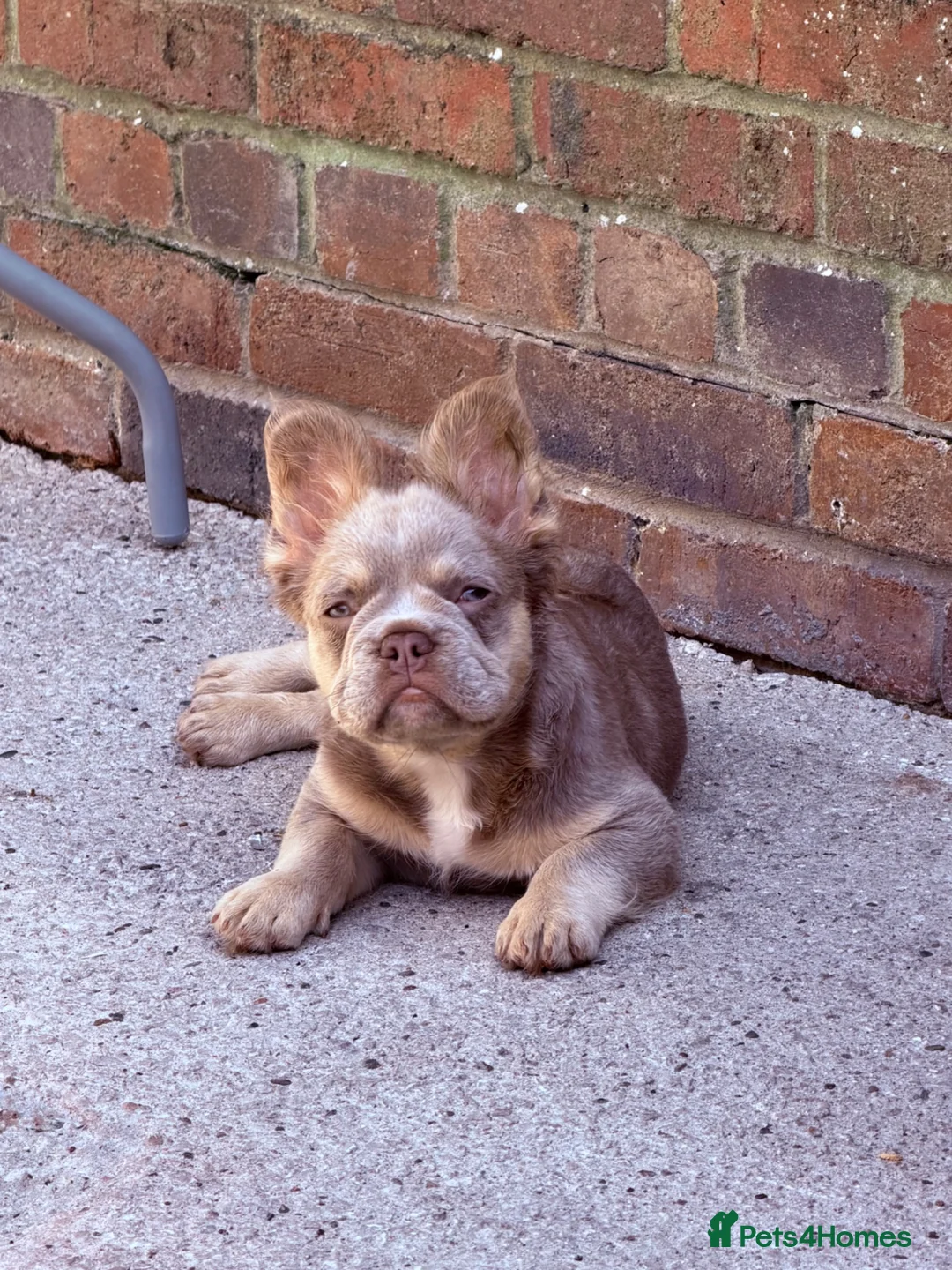 French Bulldog dogs for sale: French bulldog fluffy Isabelle tan - Advert 1