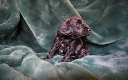 Mixed Breed dogs for sale: Schnockerpoo puppies - Advert 11