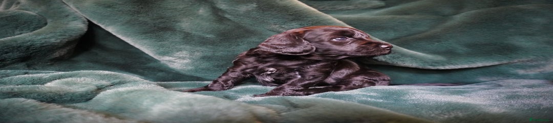 Schnockerpoo-Michael Sheen 