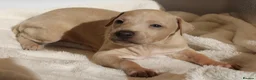 Italian Greyhound dogs for sale: KC Reg Italian Greyhounds - Advert 12