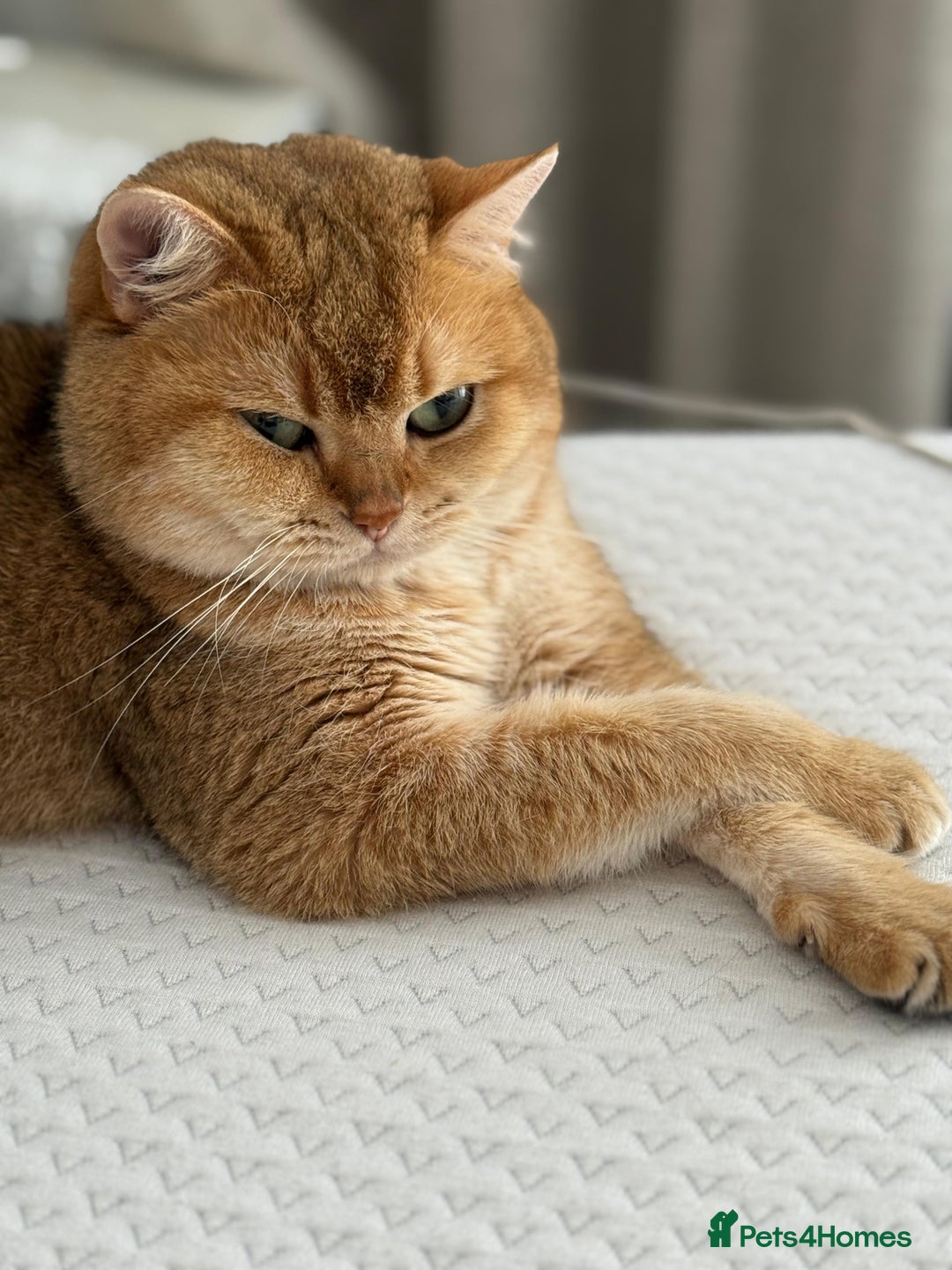 Scottish Fold cats for sale: 🤩💖LAST BOY kittens with rare colouring🥰 - Advert 11