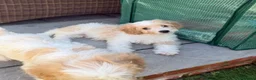Cavachon dogs for sale: 💕 READY NOW VACCINATED  - Advert 3