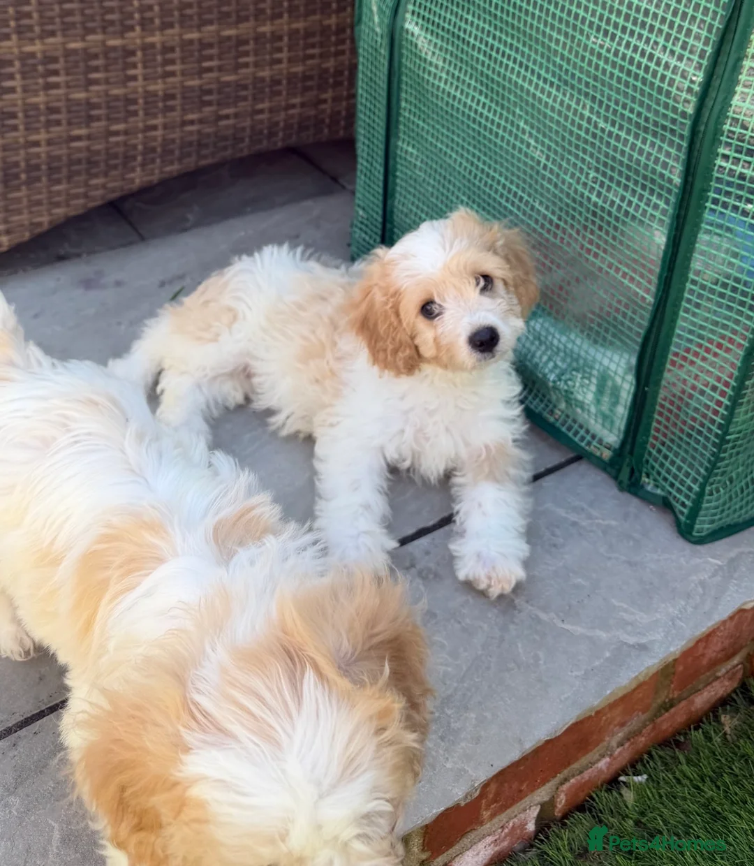 Cavachon dogs for sale: Two girls re available fully vaccinated  - Advert 2
