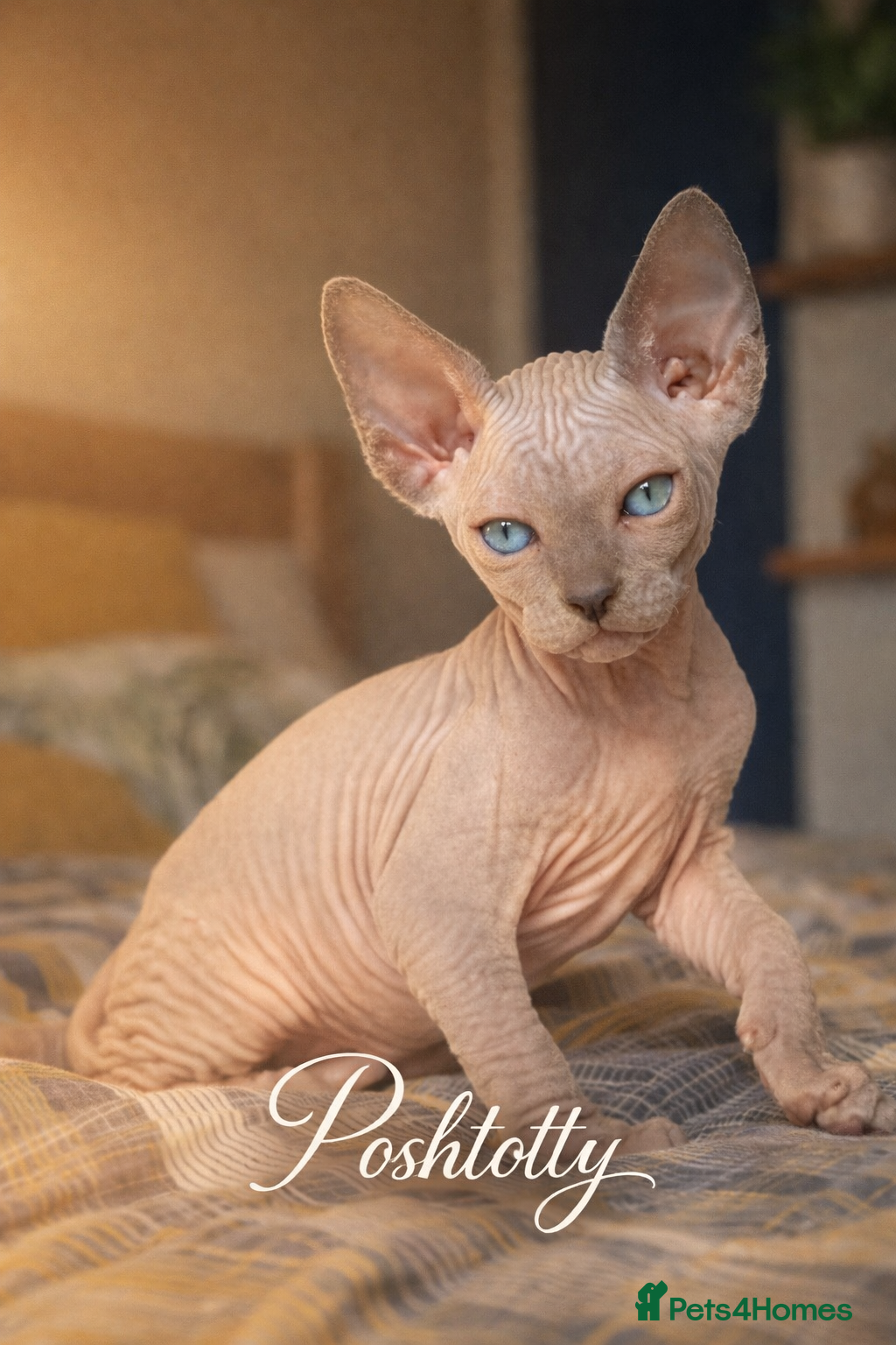 Sphynx cats Sphynx Kittens - European Champion Bloodlines - Advert 5