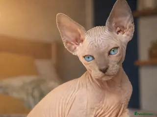 Sphynx cats Sphynx Kittens - European Champion Bloodlines - Advert 5